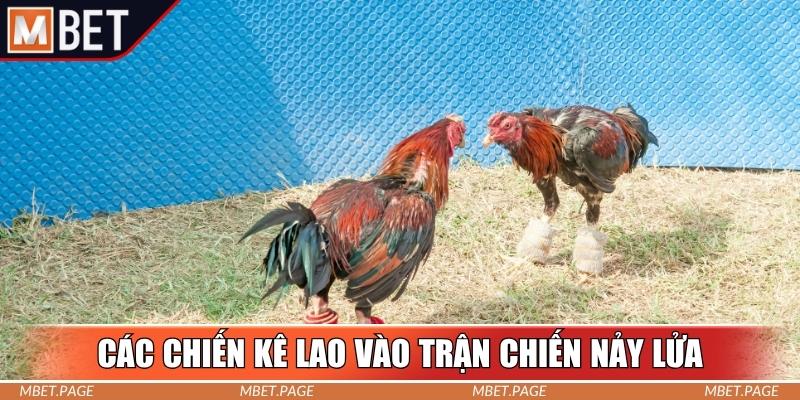 Các chiến kê lao vào trận chiến nảy lửa