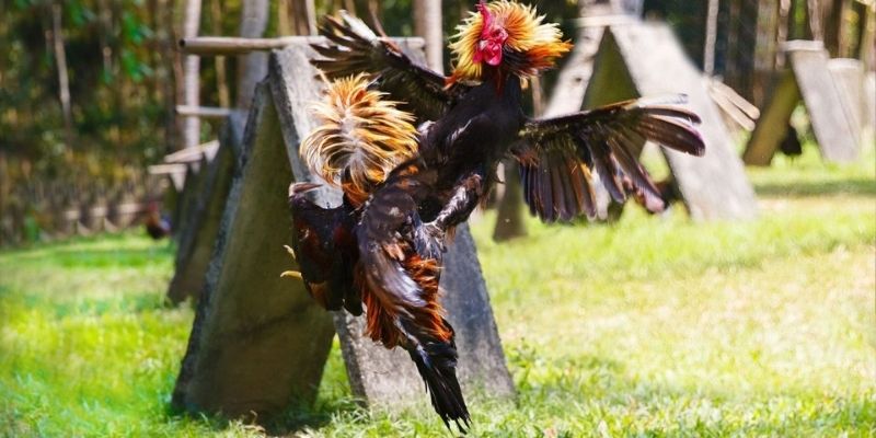 Đa dạng trường đấu, sân chơi đầy uy tín và minh bạch Đa dạng trường đấu, sân chơi đầy uy tín và minh bạch