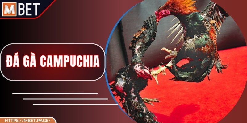 Đá Gà Campuchia – Thế Giới Kê Chiến Đấu Kịch Tính Và Hợp Pháp