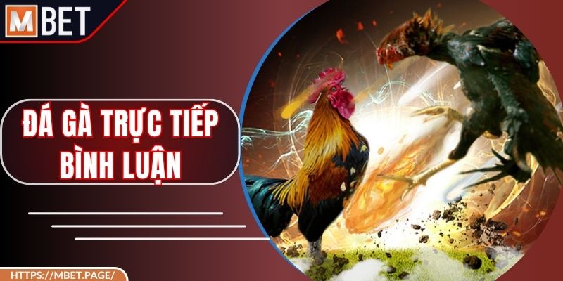 Đá Gà Trực Tiếp Bình Luận - Chinh Phục Đỉnh Cao Mbet