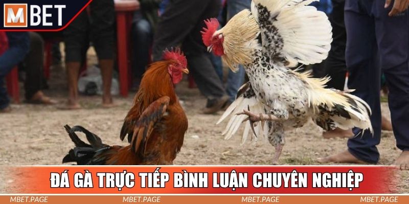 Hình thức đá gà trực tiếp bình luận chuyên nghiệp Hình thức đá gà trực tiếp bình luận chuyên nghiệp