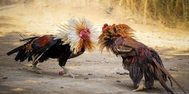 Hội viên hòa mình vào sân chơi cực nhanh chỉ với 3 bước Hội viên hòa mình vào sân chơi cực nhanh chỉ với 3 bước
