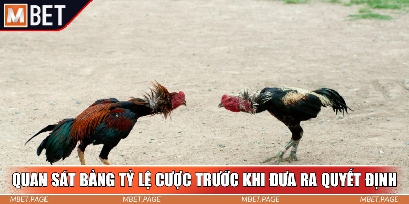 Quan sát bảng tỷ lệ cược trước khi đưa ra quyết định