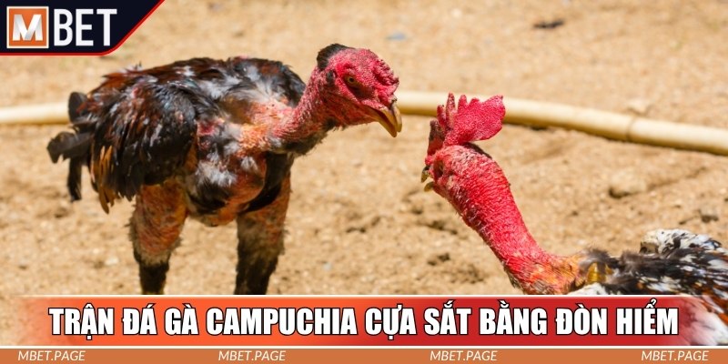 Trận đá gà Campuchia cựa sắt bằng đòn hiểm